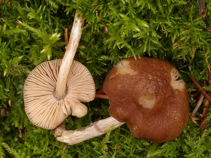 Pluteus luctuosus